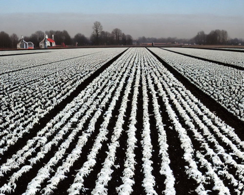 Snow-covered furrows in plowed field with red-roofed farm buildings under cloudy sky