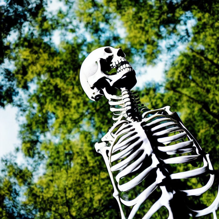 Human skeleton model against blurred green tree canopy