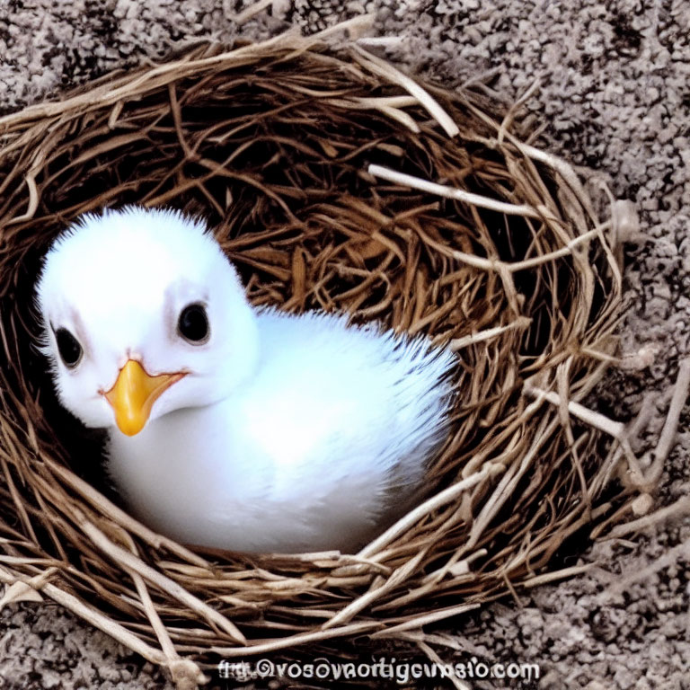 Fluffy white chick with yellow beak in twig nest on textured surface