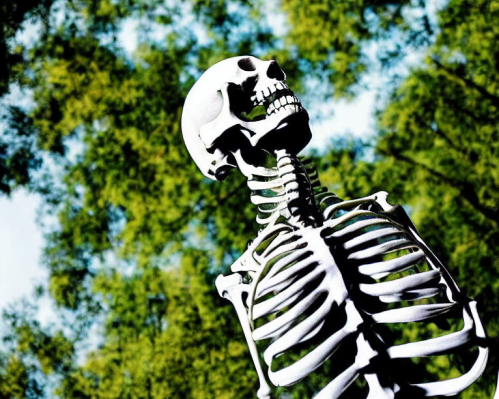 Human skeleton model against blurred green tree canopy