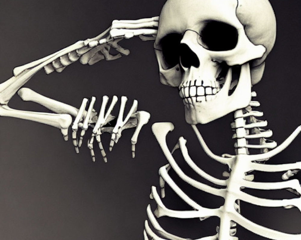 Human skeleton in pondering pose against dark backdrop