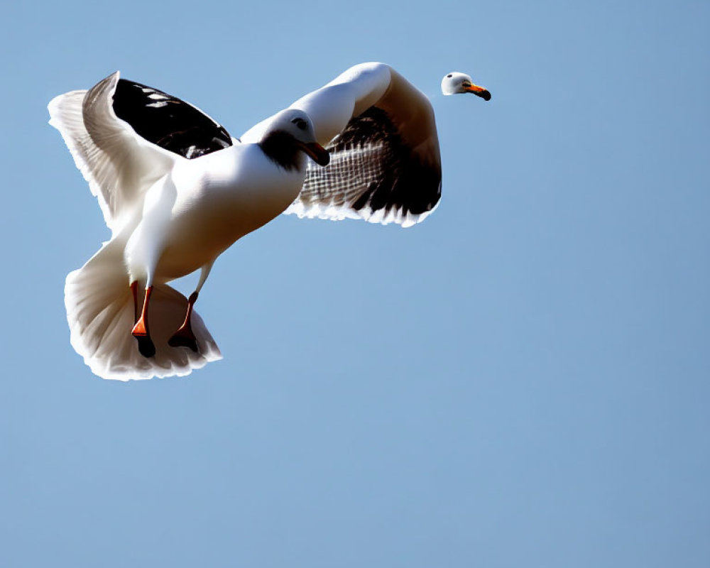 Graceful seagull soaring with wings spread in clear blue sky