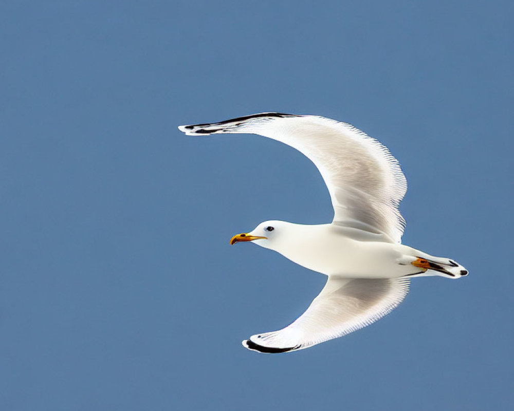 Grey and White Seagull Soaring in Blue Sky