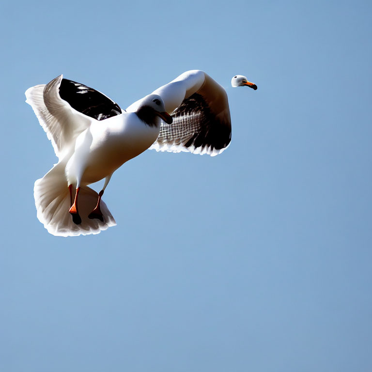 Graceful seagull soaring with wings spread in clear blue sky