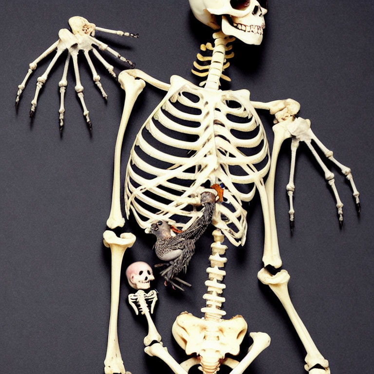 Adult Human Skeleton with Various Creature Skeletons Inside Ribcage