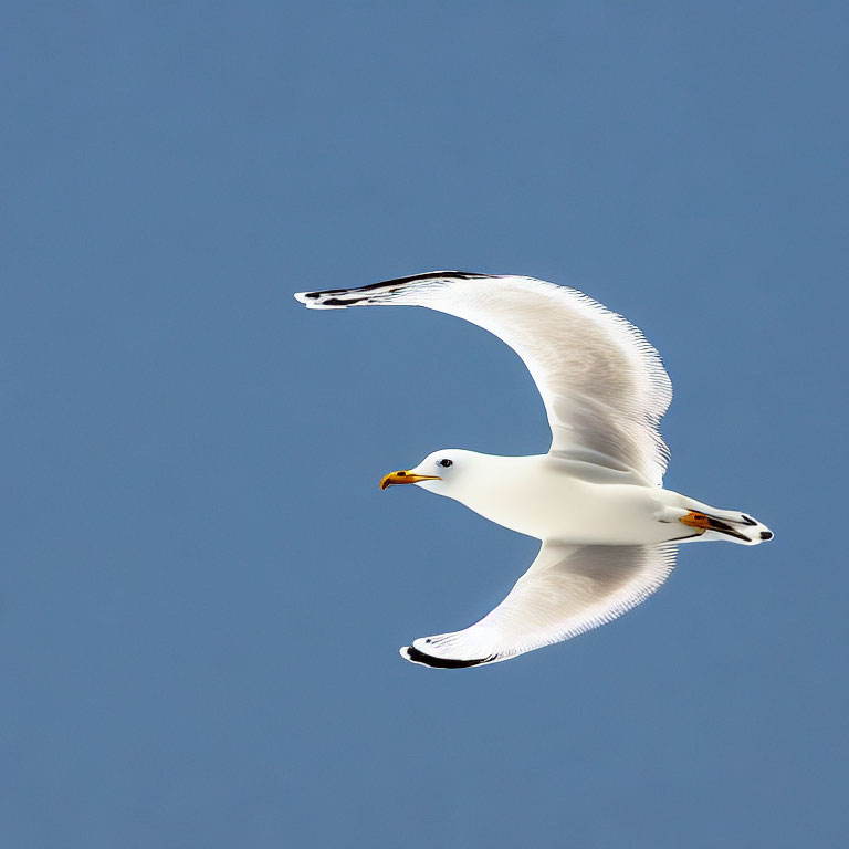 Grey and White Seagull Soaring in Blue Sky