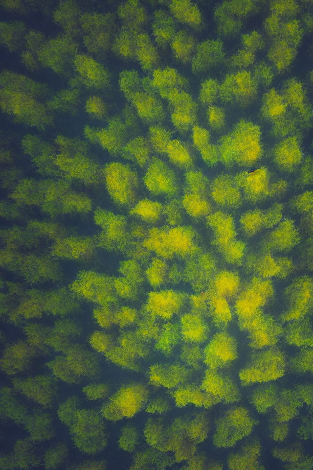 Dense Forest with Varying Green Tree Canopies