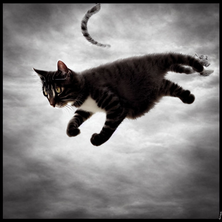 Tabby Cat Floating Mid-Air Against Gray Sky