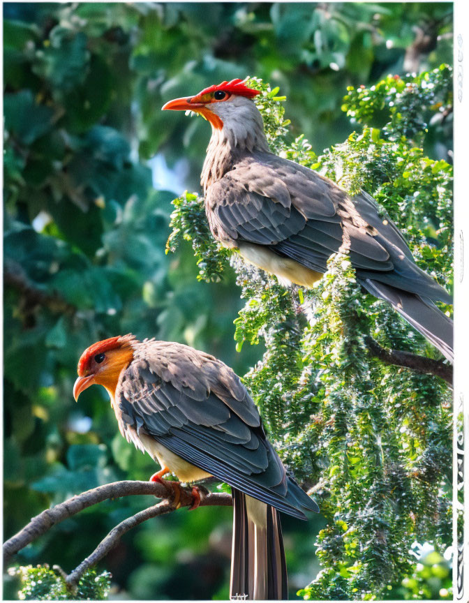 Vibrant Birds with Red Crests in Green Foliage