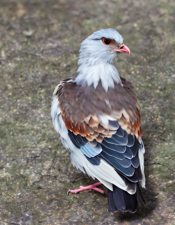 Colorful Pigeon with Grey, Brown, and Blue Feathers on Rocky Surface