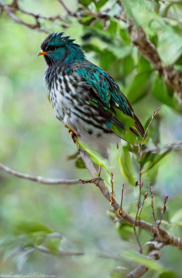 Colorful Spotted Bird Perched on Branch in Lush Greenery