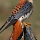 Colorful bird with brown crest, white throat, and orange tail perched on tree stump in green