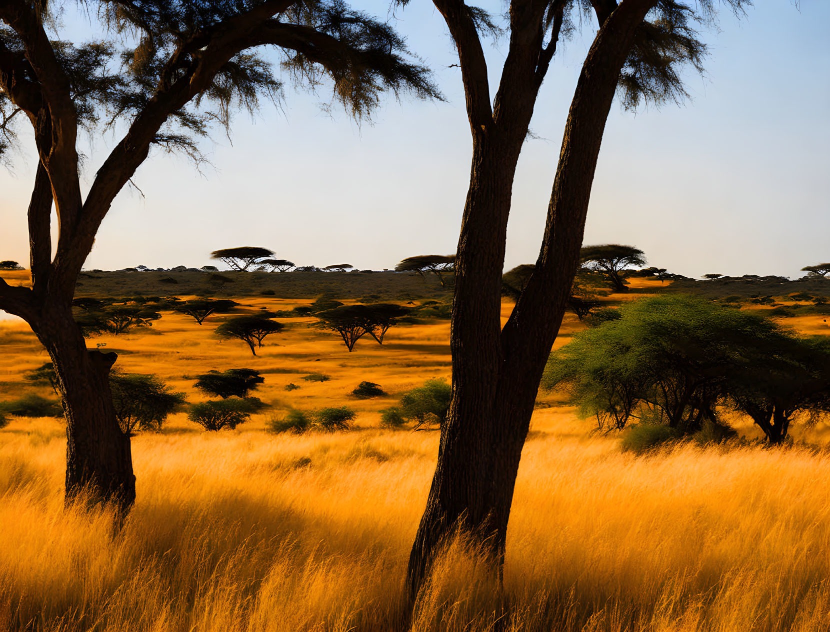 Savannah grasses and trees in golden sunset silhouette