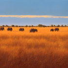 Elephants walking in golden savanna under glowing sky