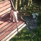 White Dog with Brown Spot on Eye on Park Bench with Trees