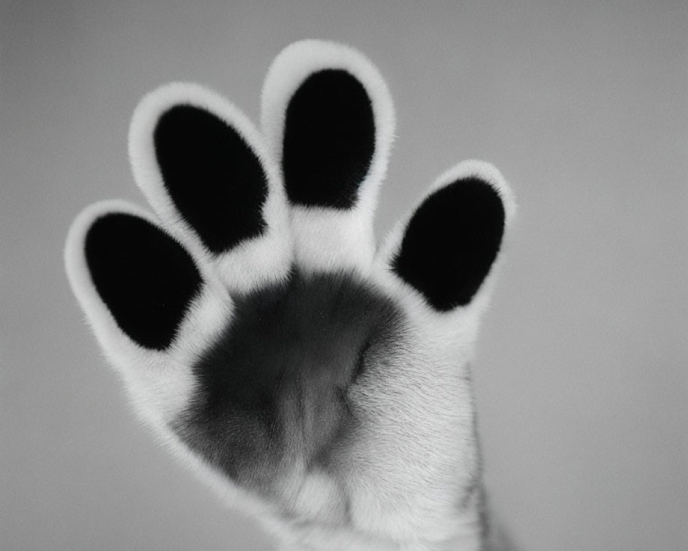 Detailed Black and White Close-Up of Cat's Paw with Paw Pads and Fur