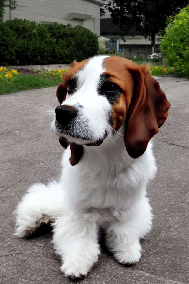 Tricolor Beagle puppy with floppy ears on concrete path