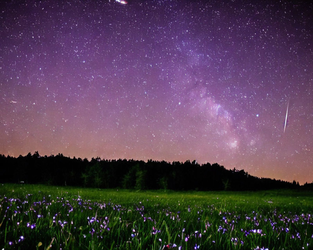 Starry Night Sky Over Purple Wildflowers and Forest Silhouette