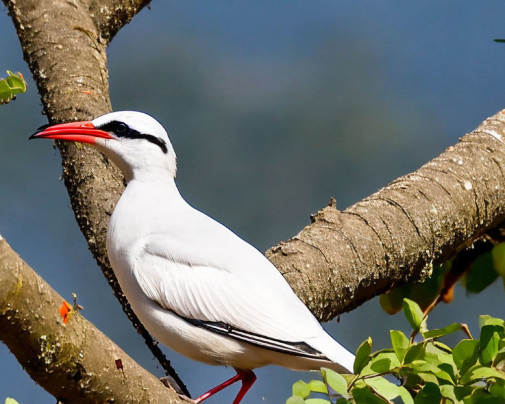 Black-crowned Night Heron on Tree Branch Against Blue Sky