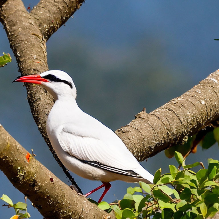 Black-crowned Night Heron on Tree Branch Against Blue Sky