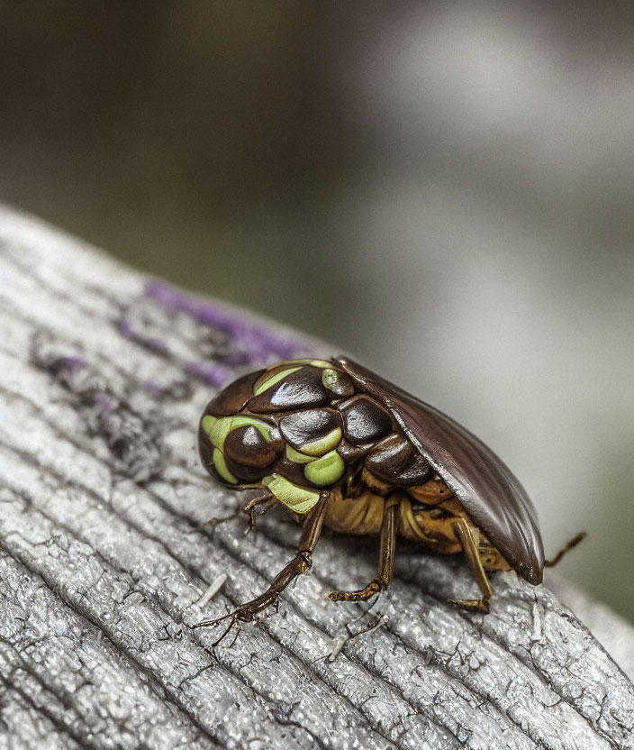 Detailed Close-Up of Brown and Green Beetle on Textured Surface