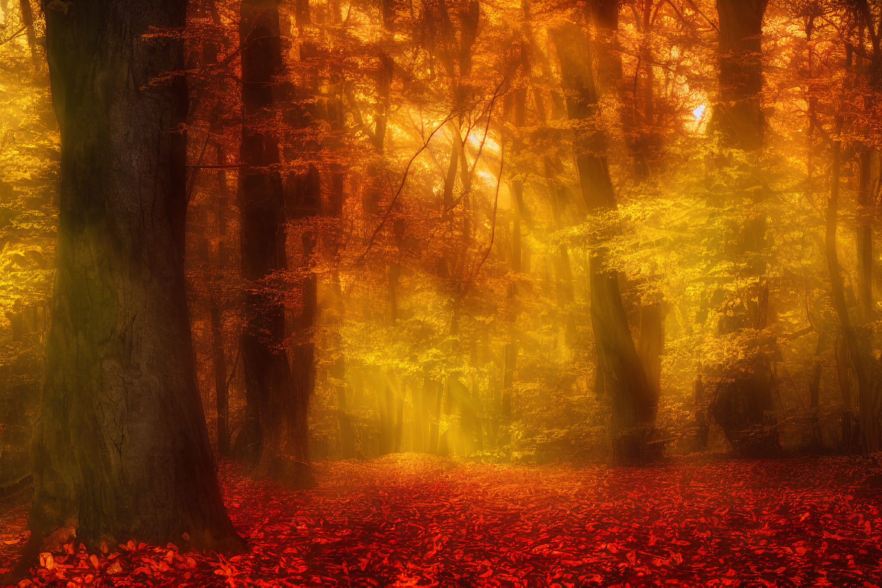 Golden sunlight illuminates autumn forest with red leaves carpet