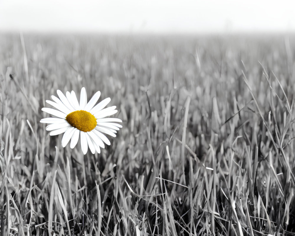 Vibrant daisy in monochromatic grass field with selective coloring