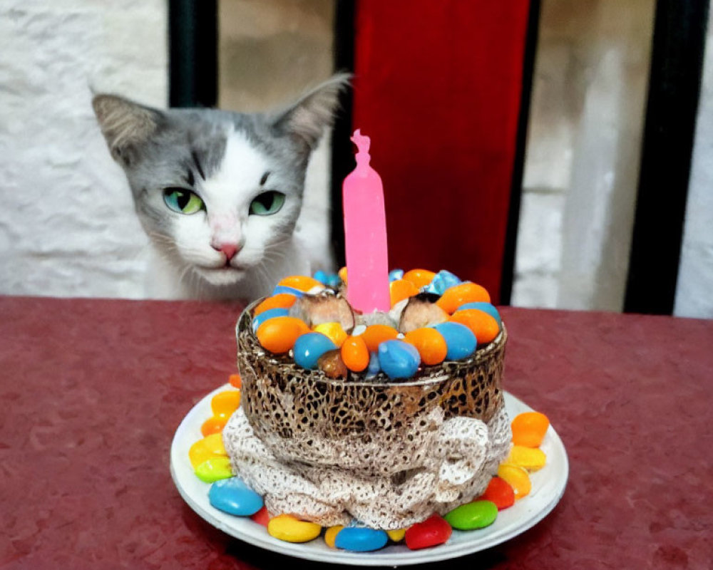 Colorful Birthday Cake with Curious Cat and Pink Candle