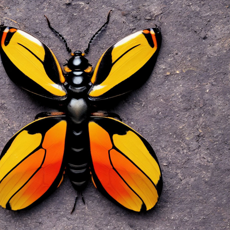 Colorful Orange and Black Butterfly with Unique Wing Patterns on Textured Surface