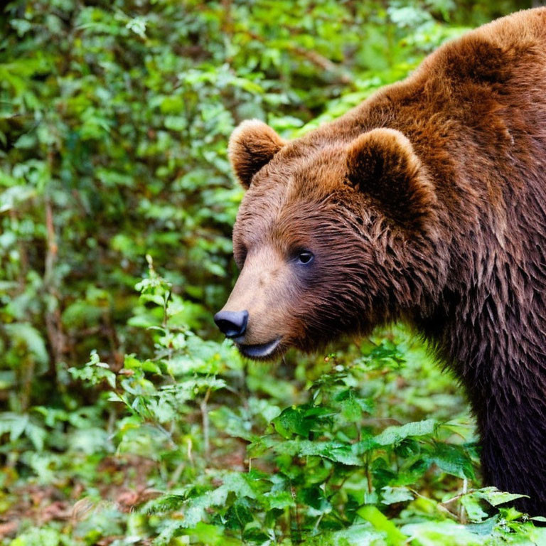 Brown bear with thick fur peeking through green foliage in lush forest