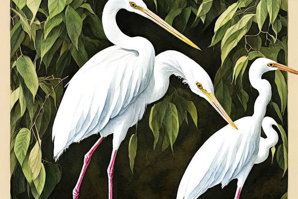 Three white egrets in green foliage habitat illustration