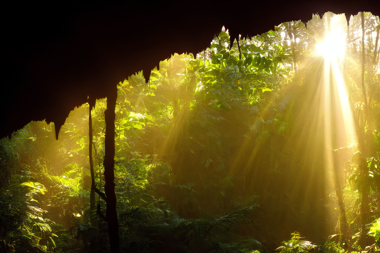 Dense forest with sunlight beams and misty foliage.