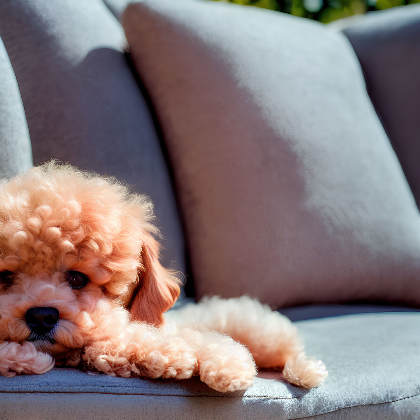 Apricot Toy Poodle Puppy Relaxing on Grey Sofa Cushion