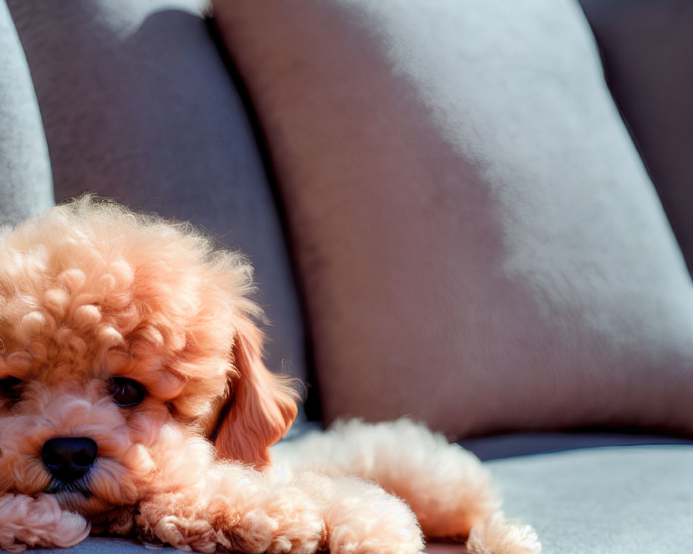 Apricot Toy Poodle Puppy Relaxing on Grey Sofa Cushion