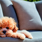 Apricot Toy Poodle Puppy Relaxing on Grey Sofa Cushion