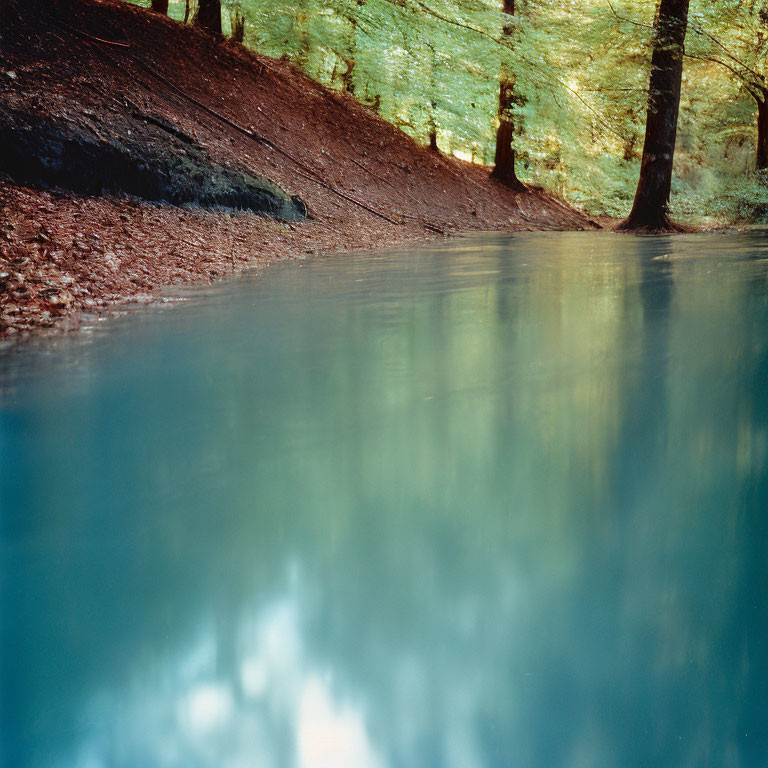 Tranquil forest reflected on serene water