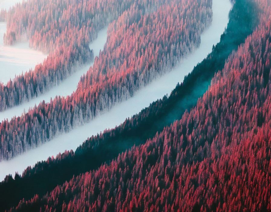 Snow-covered forest with sunlit trees casting shadows