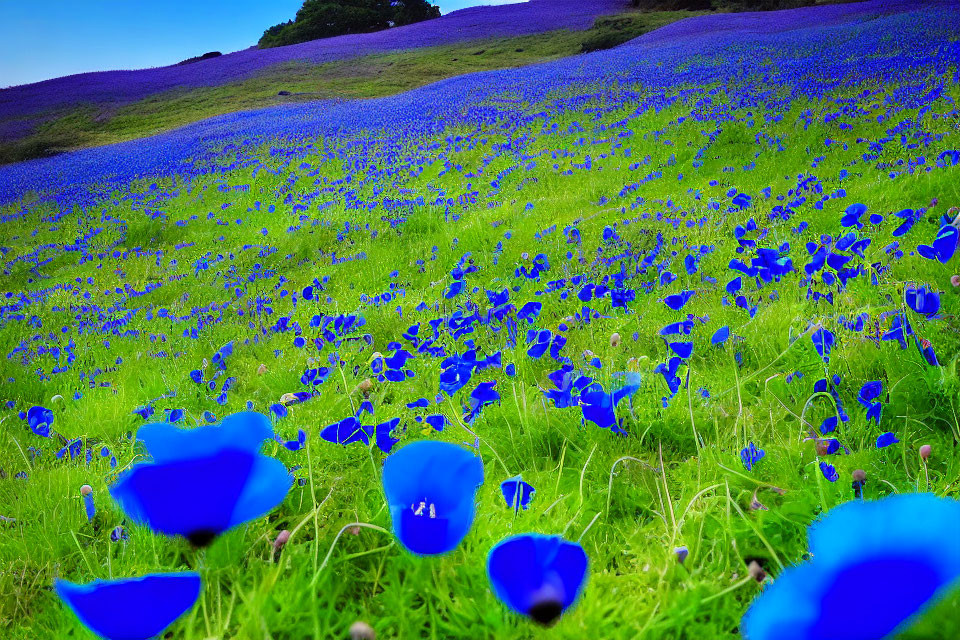 Vibrant Blue Flower Field under Clear Sky