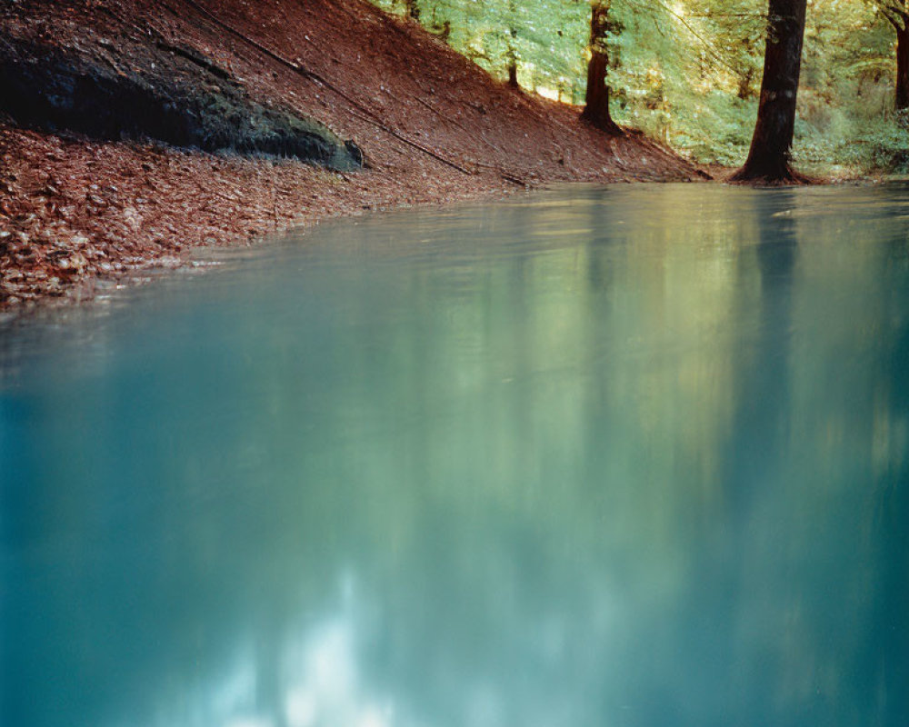 Tranquil forest reflected on serene water