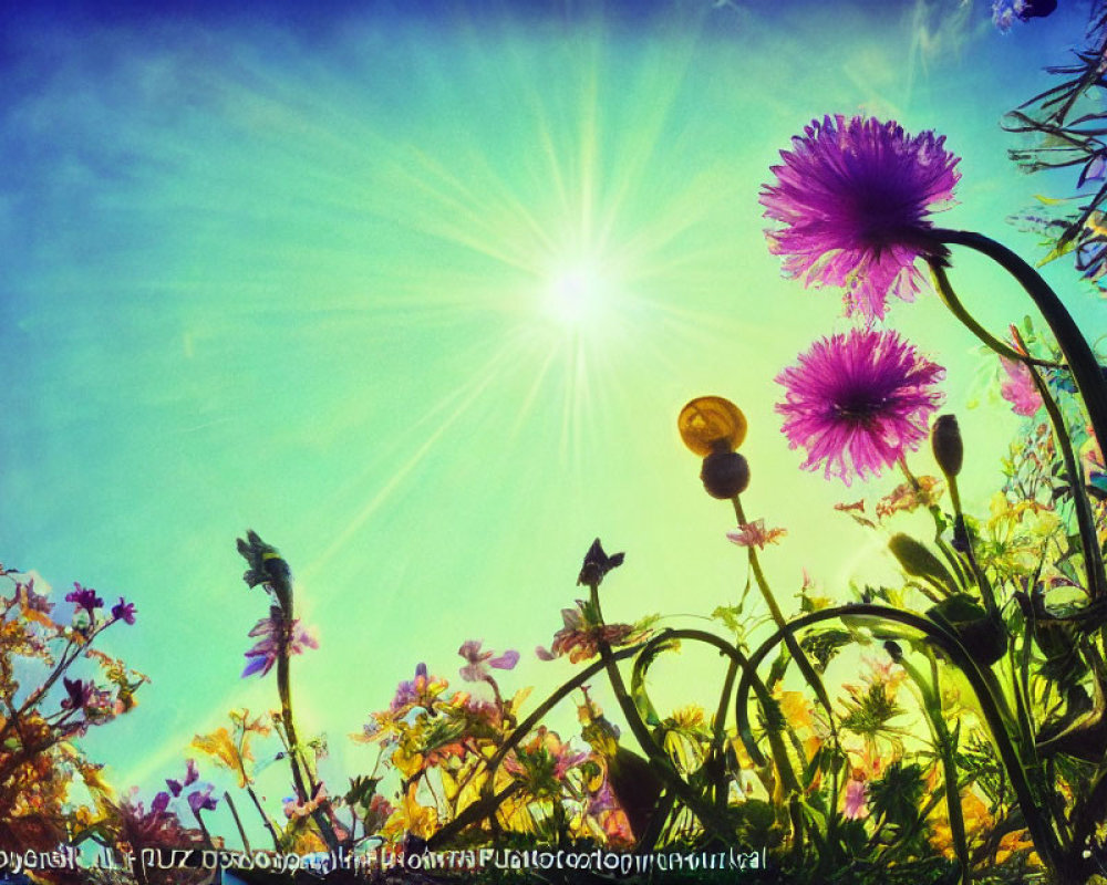 Vivid wildflowers under bright sun in colorful field