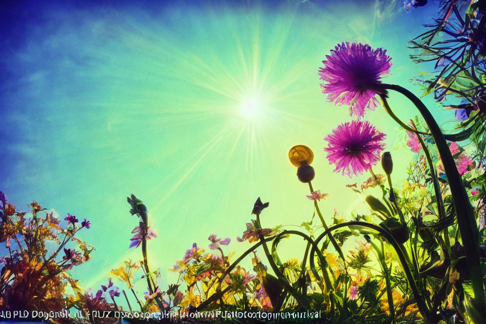 Vivid wildflowers under bright sun in colorful field