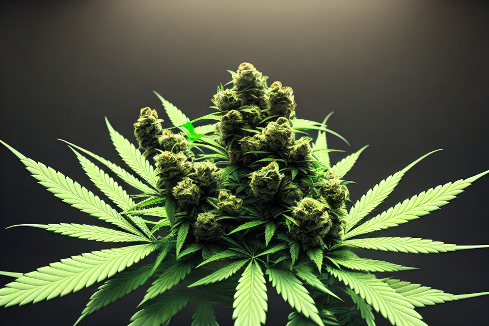 Vibrant cannabis plant buds and leaves on dark backdrop