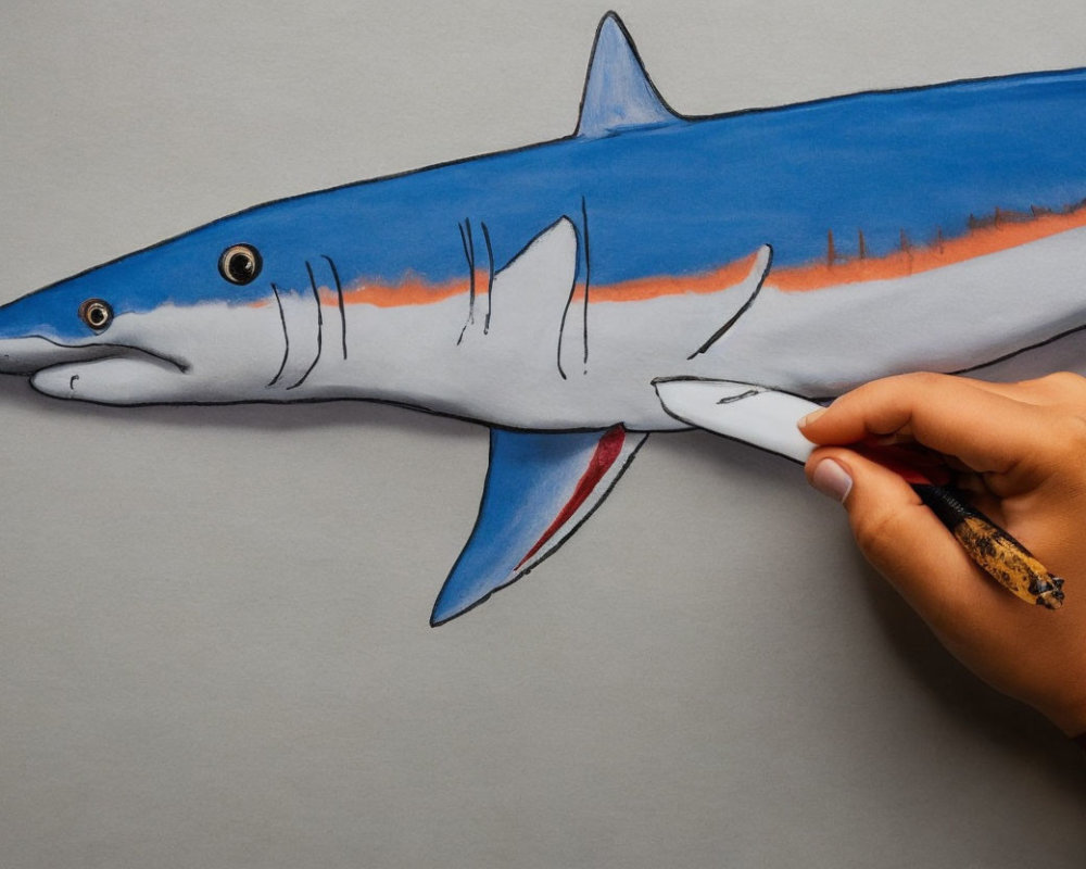 Hand coloring blue shark drawing with orange stripe on grey paper using pencil