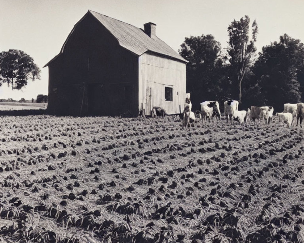 Rural black and white photo of barn, cows, and crops