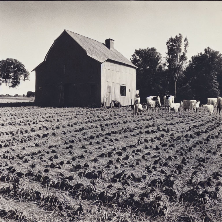 Rural black and white photo of barn, cows, and crops