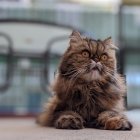 Fluffy grey cat with yellow eyes in urban setting