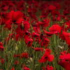 Realistic red flower painting on moody background