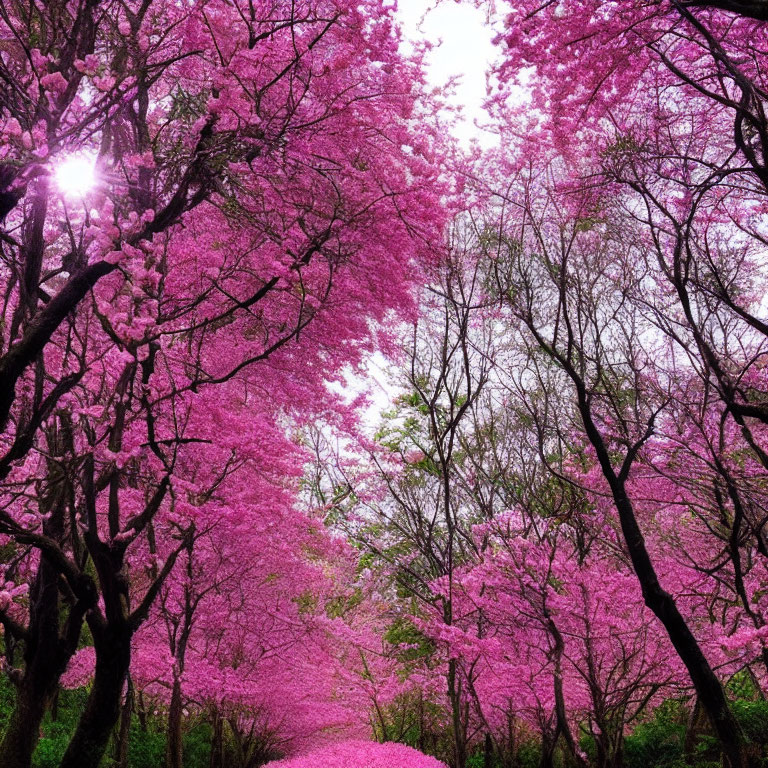 Scenic Path with Pink Cherry Blossoms in Full Bloom