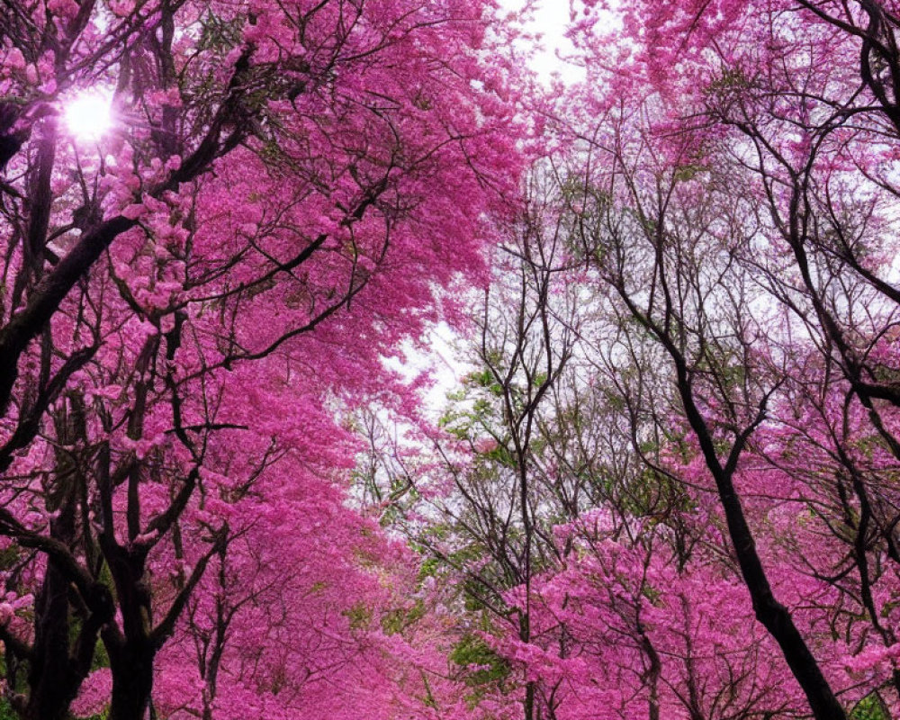 Scenic Path with Pink Cherry Blossoms in Full Bloom