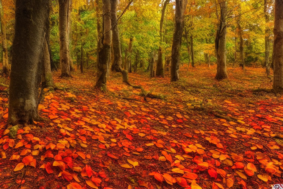 Colorful autumn forest with red and orange leaves on the ground and golden foliage trees